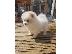 PoulaTo: Pomeranian όλα kc reg.